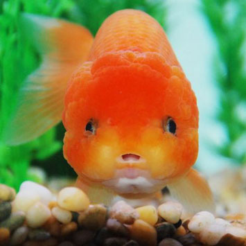 喜歡你——溫柔的魚